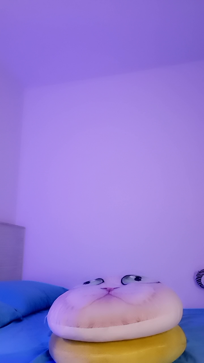 MonyCat_