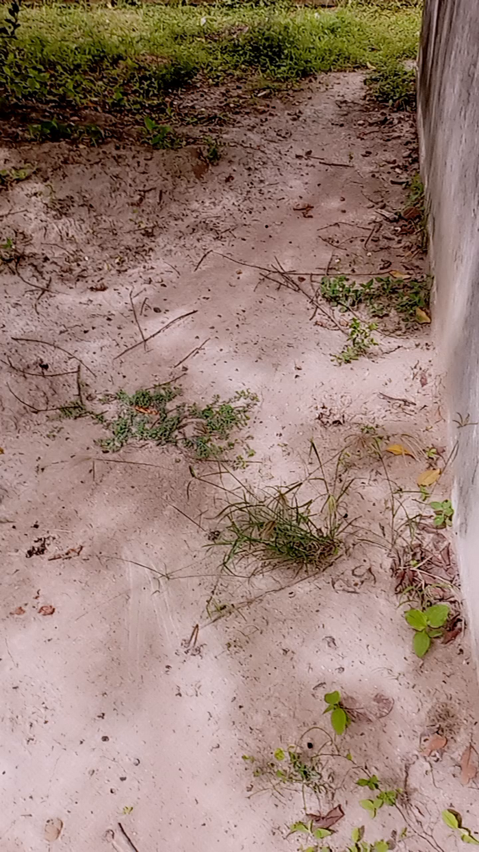 Scarlett_pee