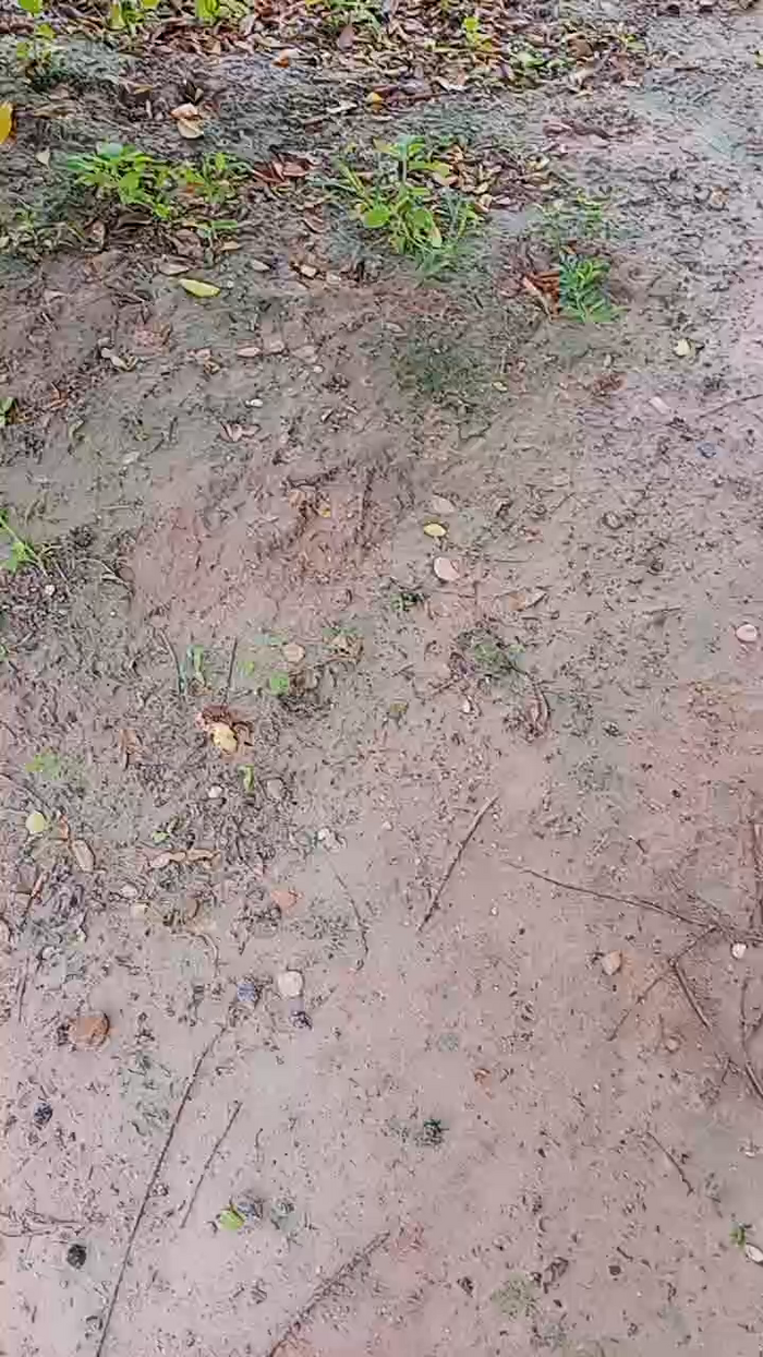 Scarlett_pee