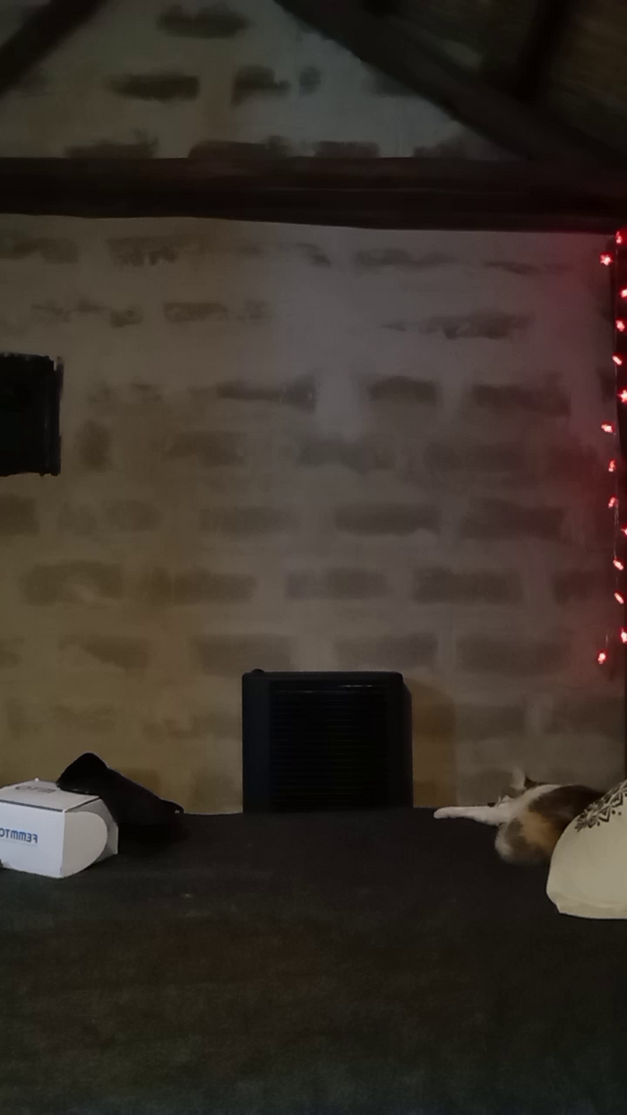 sexynestor