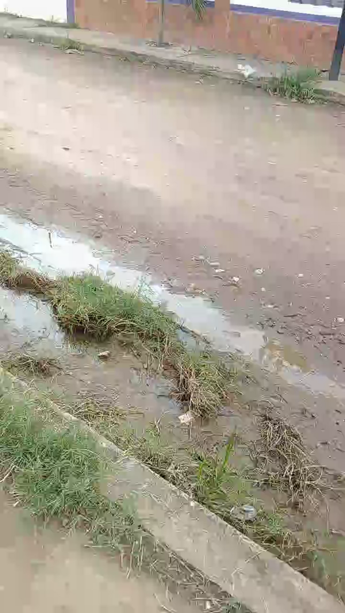 Rossita_Golden1