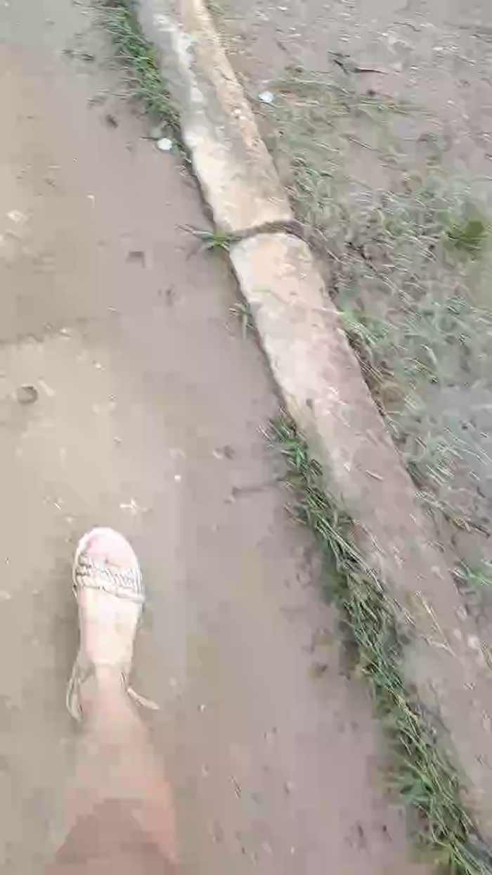 Rossita_Golden1
