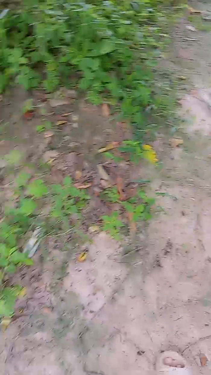 Scarlett_pee