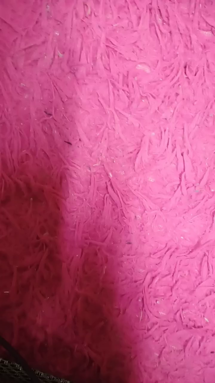 Meupaubranco