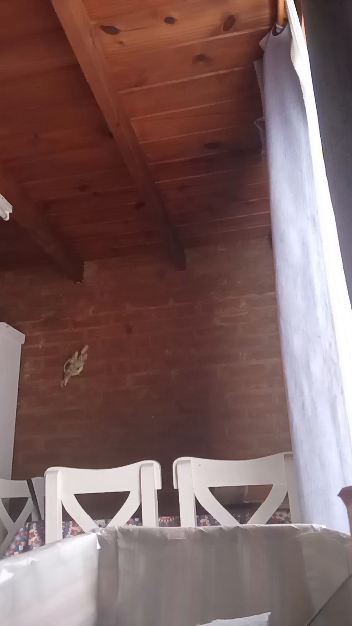 luli70hot