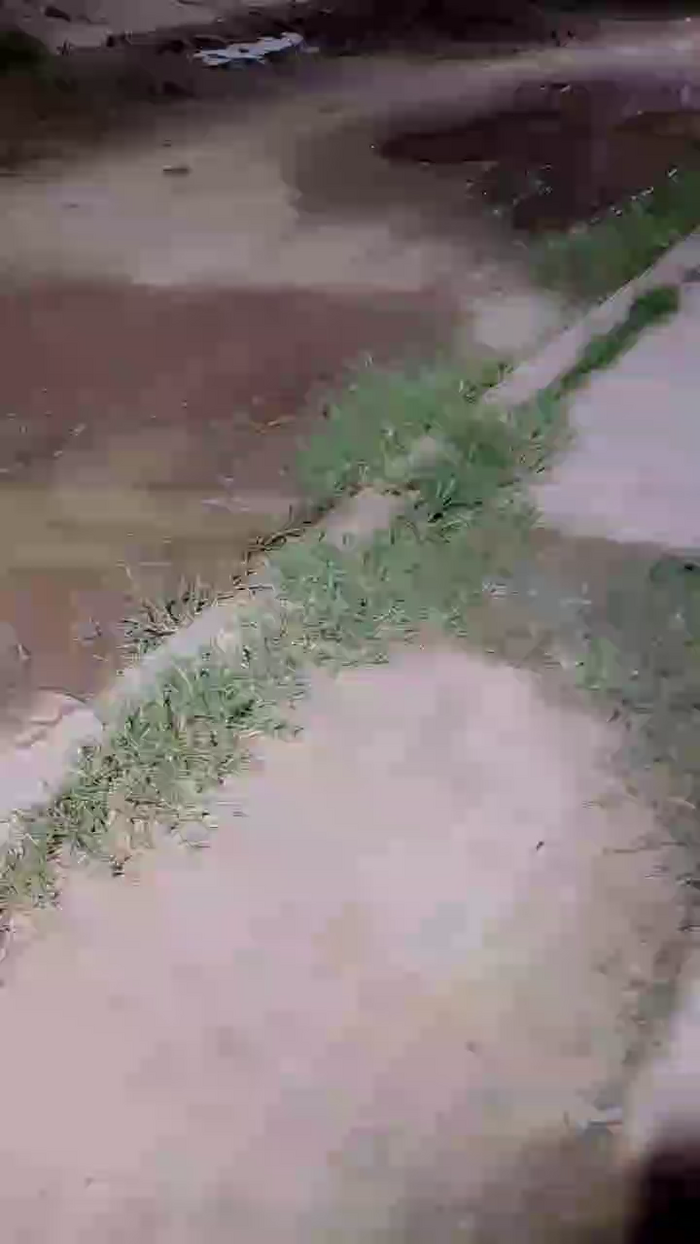 Rossita_Golden1