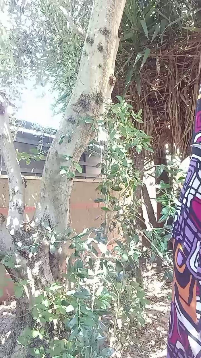 carolinda1