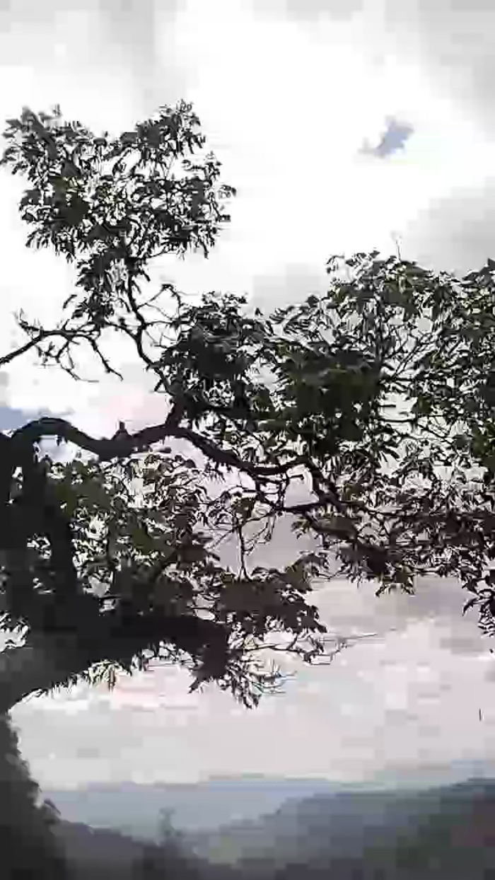 Remote_live