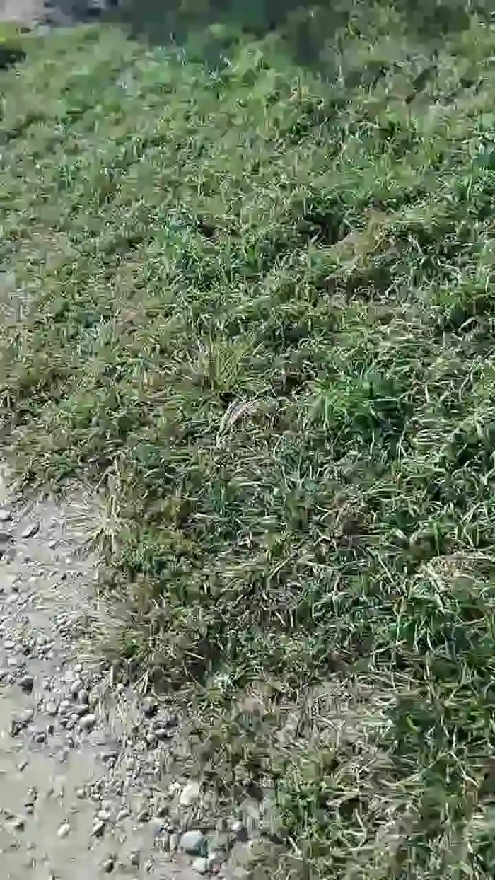 2025/10/03/cam4-luxxuriax-08-49-46