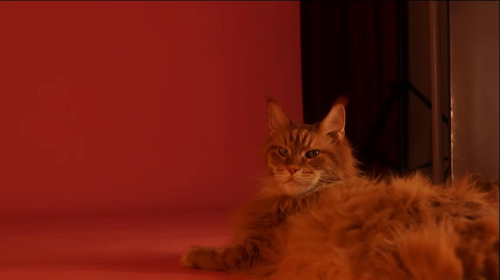 _meganmeow_