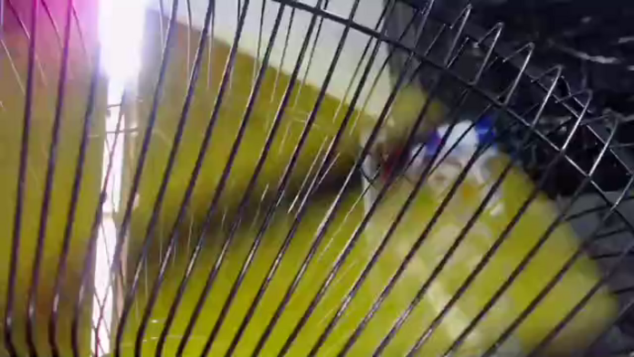 nala-roy