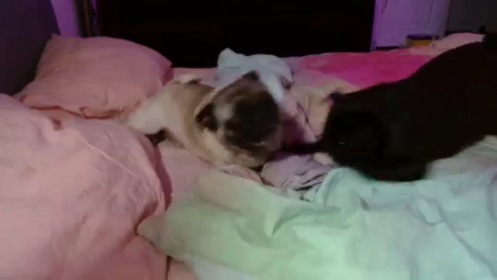 FunnyMinni