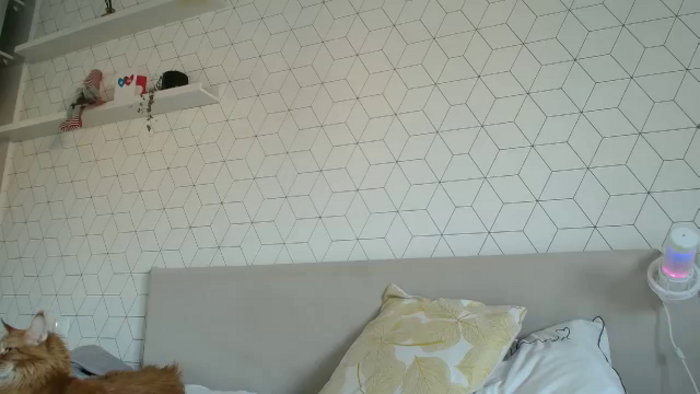 KotisFoxy