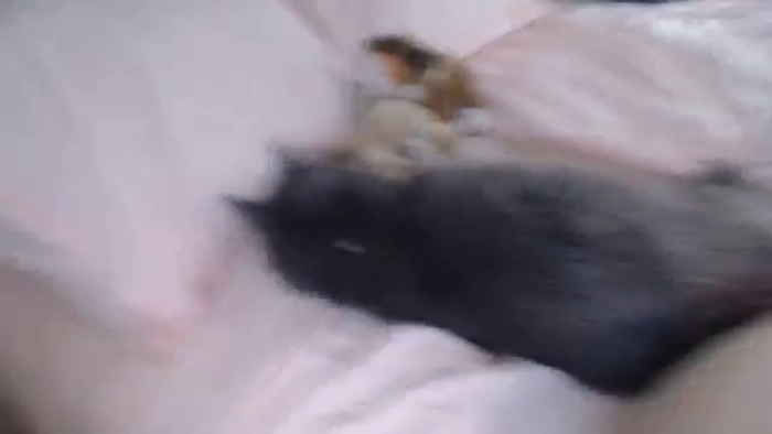 AlexisWildest
