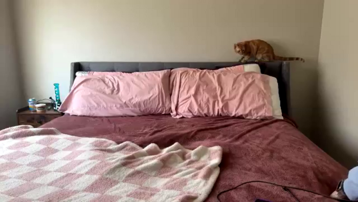 MollyMeowz