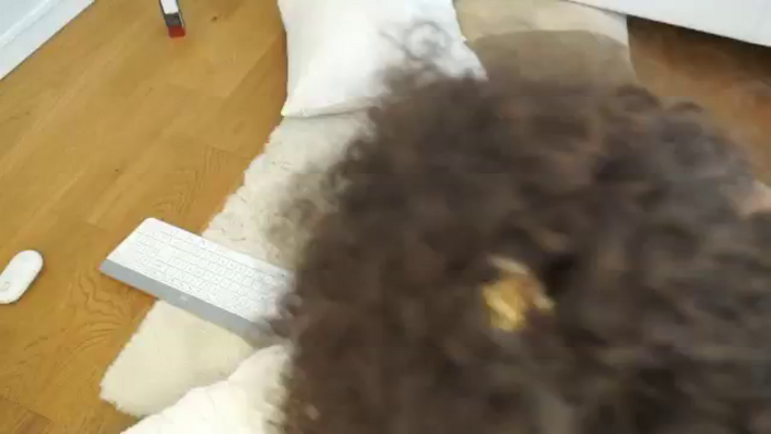 Adisson_foxx