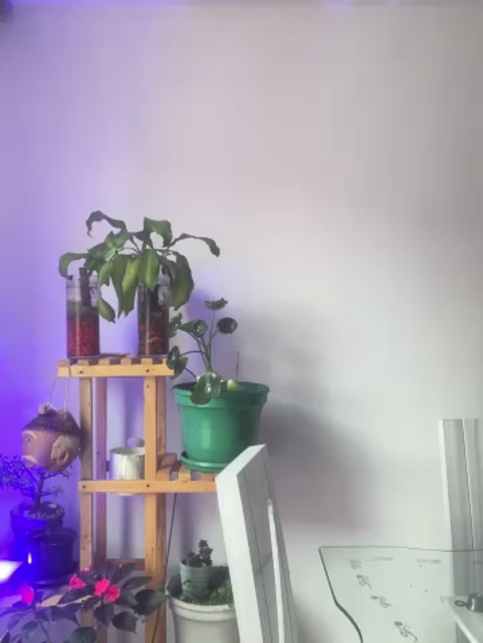 star_anastasia