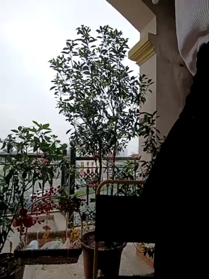 sweetlove_thien_than
