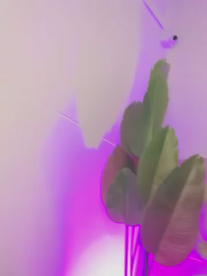 SweetCheeksXXX