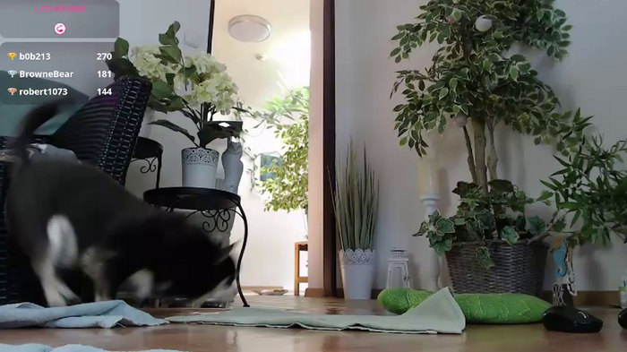 Squirtmania