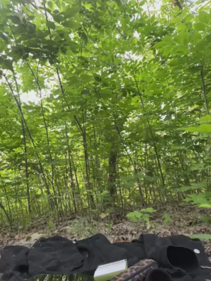 Porn_cornn