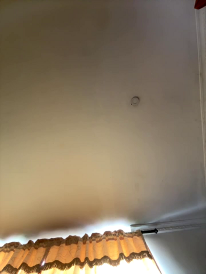 pawmistry