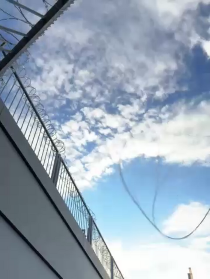 Musae